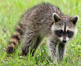 raccoon in the grass